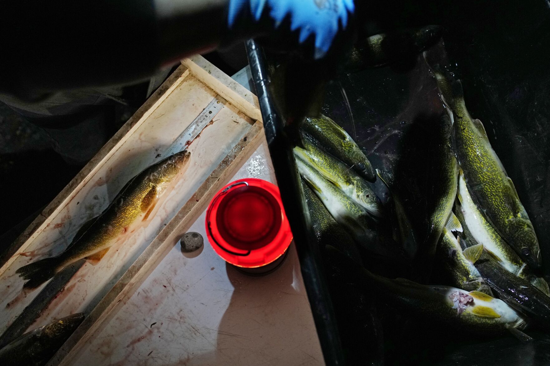 Climate Spearfishing